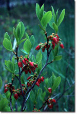 Photograph of Huckleberry shrub in meadow, courtesy of NPS, Photo by JR Douglass; 1970.