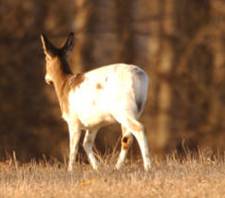 Piebald Deer anomaly, photo by USFWS