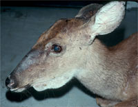 Close-up photo of deer showing lump on jaw