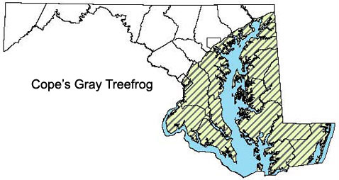 Maryland Distribution Map for Cope's Gray Treefrog