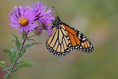 Monarch butterfly on a purple flower.