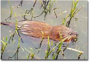 A muskrat swimming through the marsh grass