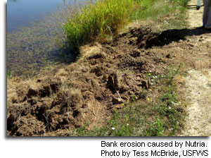 Bank erosion caused by Nutria photo by Tess McBride, USFWS