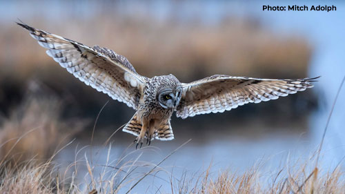 Short-eared Owl - Photo: Mitch Adolph