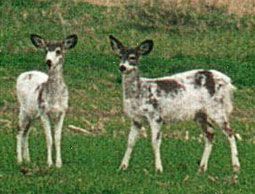 Photograph depicting two piebald deer