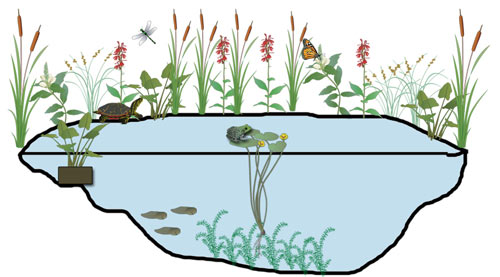 Pond picture designed by Kerry Wixted with graphics from Tracey Saxby. IAN Image Library
