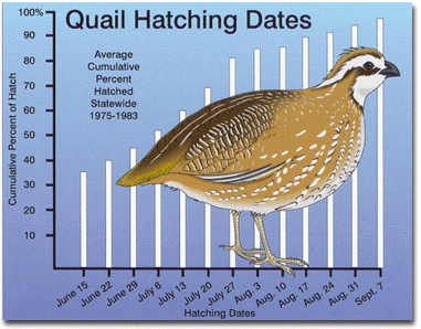 Chart showing Quail Hatching Dates