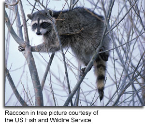 Raccoon in tree picture courtesy of the US Fish and Wildlife Service
