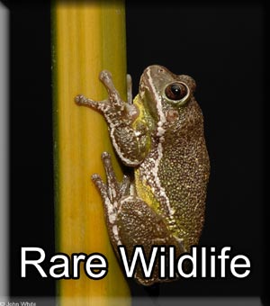 Rare Wildlife