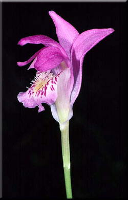 Photograph of Dragon's Mouth Orchid, courtesy of Richard H. Wiegand