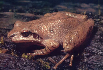 photo of Mountain Chorus Frog
