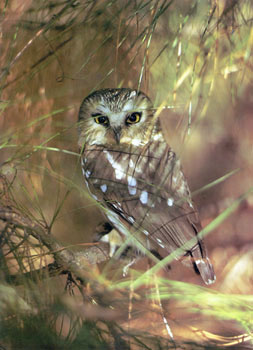 photo of Saw-whet Owl