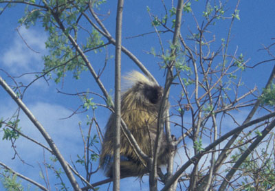 Photograph of Porcupine in tree courtesy of Douglas Hotton