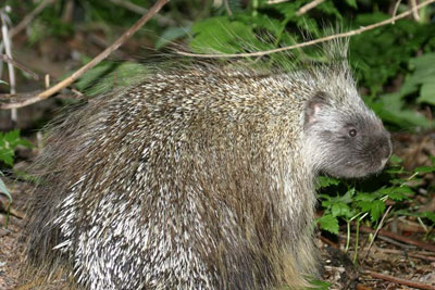 Photograph of Porcupine, Copyright by Larry Master