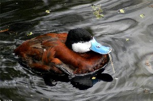 Color photograph of ruddy duck in water by John White