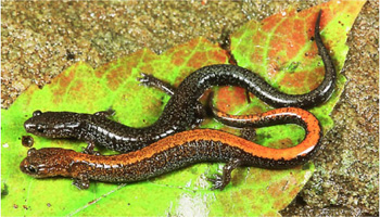 Photo of Eastern Red-backed Salamander Lead-backed and Red-backed morphs courtesy of Mark Tegges