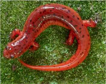 Adult photo of Mud Salamander courtesy of John White