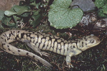 Adult photo of Eastern Tiger Salamander courtesy of Jim White