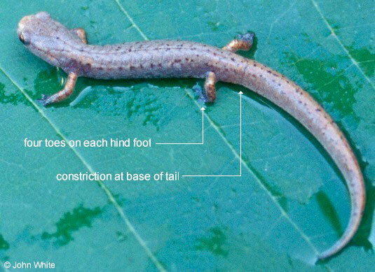 Adult Photo and Foot Detail Photo of Four-toed Salamander courtesy of John White