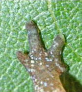 Four-toed Salamander foot detail courtesy of John White
