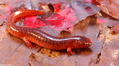 Habitat photo of Northern Red Salamander courtesy of Rebecca Chalmers