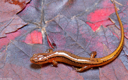 Adult Photo of Northern Two-Lined Salamander courtesy of John White