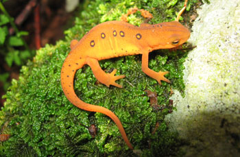 Eft Photo of Eastern Newt courtesy of Kerry Wixted