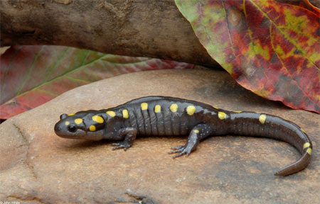 Adult Photo of Spotted Salamander courtesy of John White