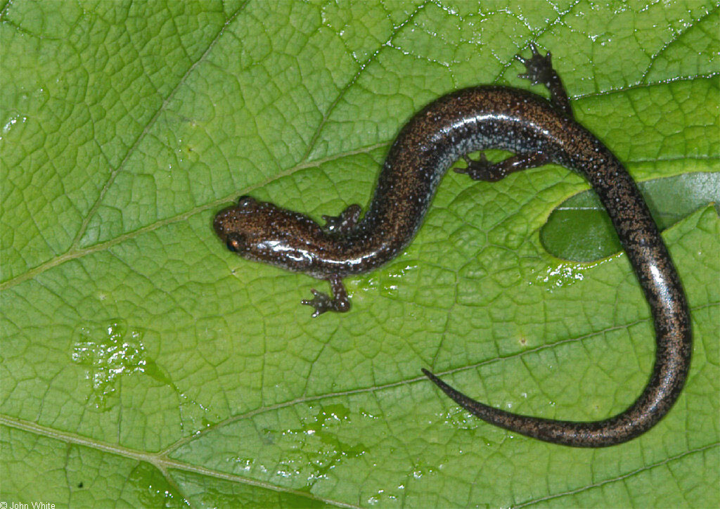 Photo of Adult Valley and Ridge Salamander, courtesy of John White