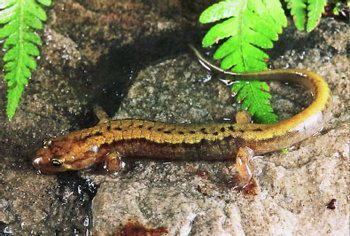 Adult photo of Allegheny Mountain Dusky Salamander courtesy of Mark Tegges