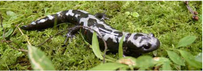 Adult Photo of Marbled Salamander courtesy of Lori Erb