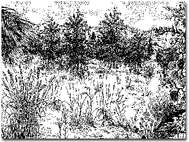 An illustration of serpentine grassland