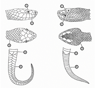 Chart showing the differences between venomous and non-venomous snakes.