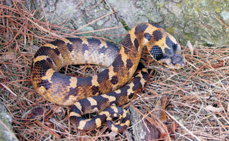 Hognose snake playing dead in a field