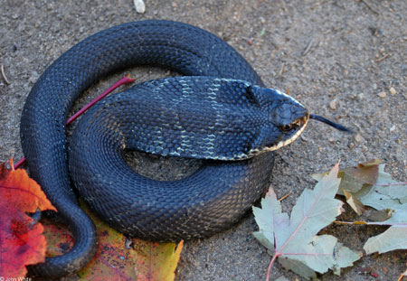 Eastern Hognose Snake playing dead Stock Photo