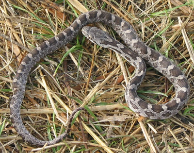 Photo of Juvenile Eastern Ratsnake courtesy of Scott A. Smith