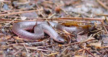 Common Wormsnake Adult Photos courtesy of Corey Wickliffe