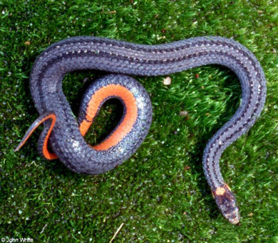 Photo of Adult Red-bellied Snake courtesy of John White