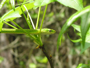 Close-up Photo of Rough Greensnake - courtesy of Scott A. Smith