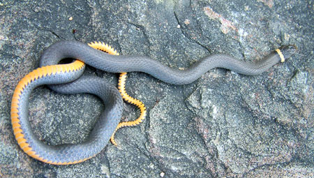 Photo of Northern Ring-necked Snake courtesy of Linh Phu