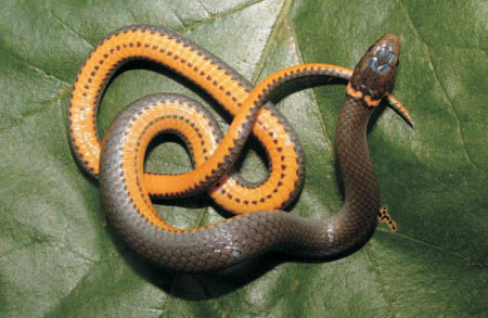 Photo of Southern Ring-necked Snake courtesy of Matt Close