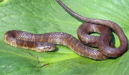 Photo of Adult Common Watersnake courtesy of  Scott A. Smith