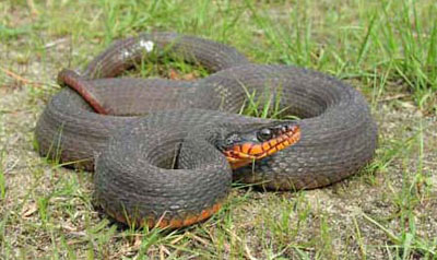 brown water snake belly