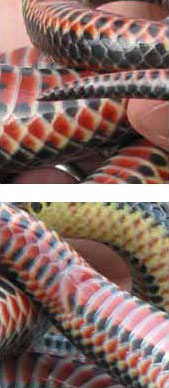 Tail Barb (top) Anal Plate (bottom) - courtesy of John White
