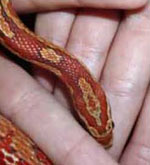 Photo showing detail on head of Red Cornsnake - courtesy of Luke Roberson