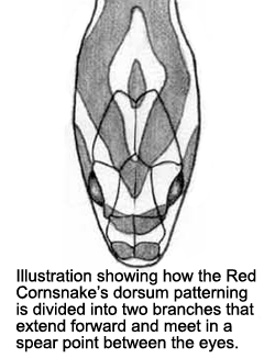 Illustration of Red Cornsnake's dorsum patterning