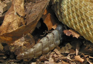 Close-up Photo of Timber Rattlesnake Rattle - courtesy of Scott A. Smith