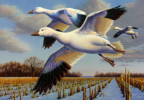 Winning entry of the 2022-2023 Maryland Migratory Game Bird Stamp ContestSnow Geese by Jim Taylor