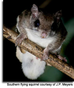 Southern flying squirrel, courtesy of JP Myers