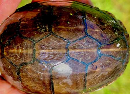 Photo of Eastern Mud Turtle courtesy of Brenda and Jim Bardsley